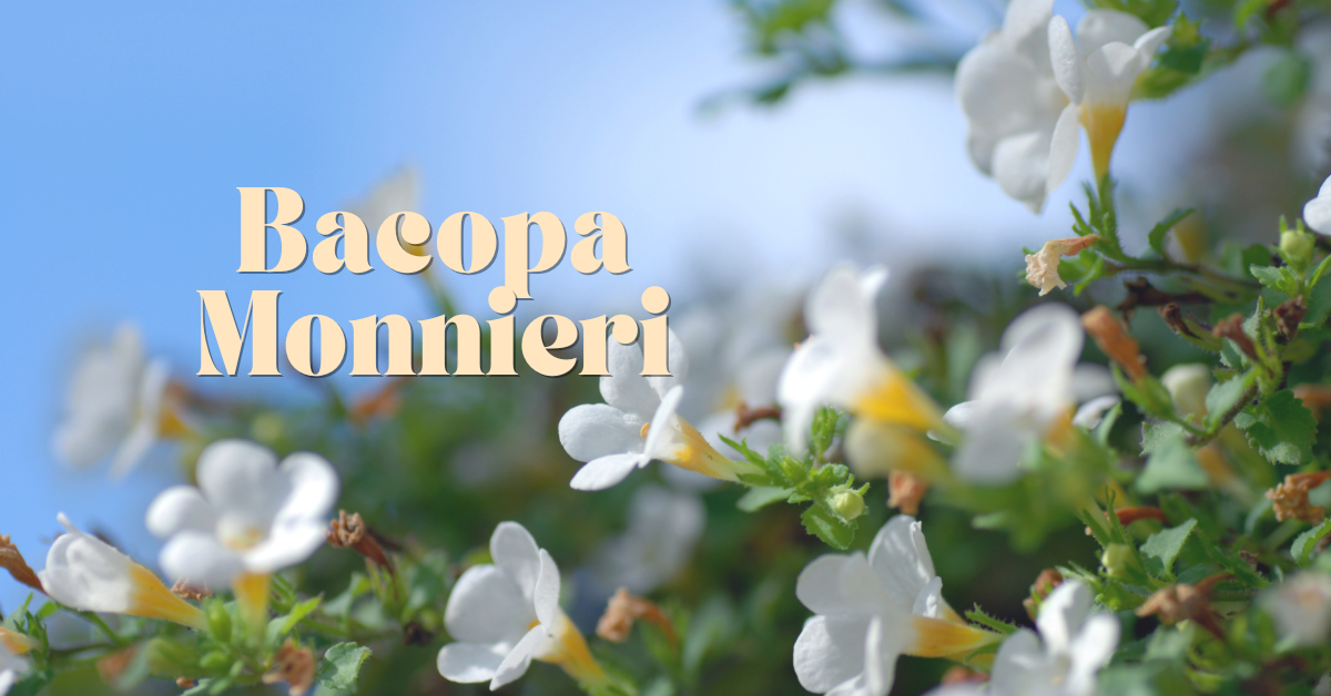 NootroKopi - Bacopa Monnieri cover page